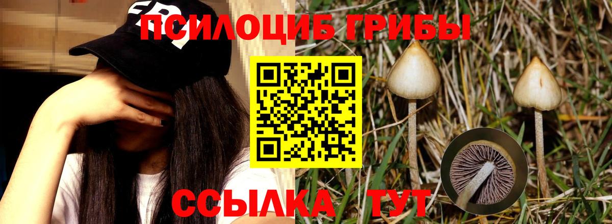 Галлюциногенные грибы прущие грибы  Вход с VPN  купить наркотики цена  Псилоцибиновые грибы мицелий  Михайловск 